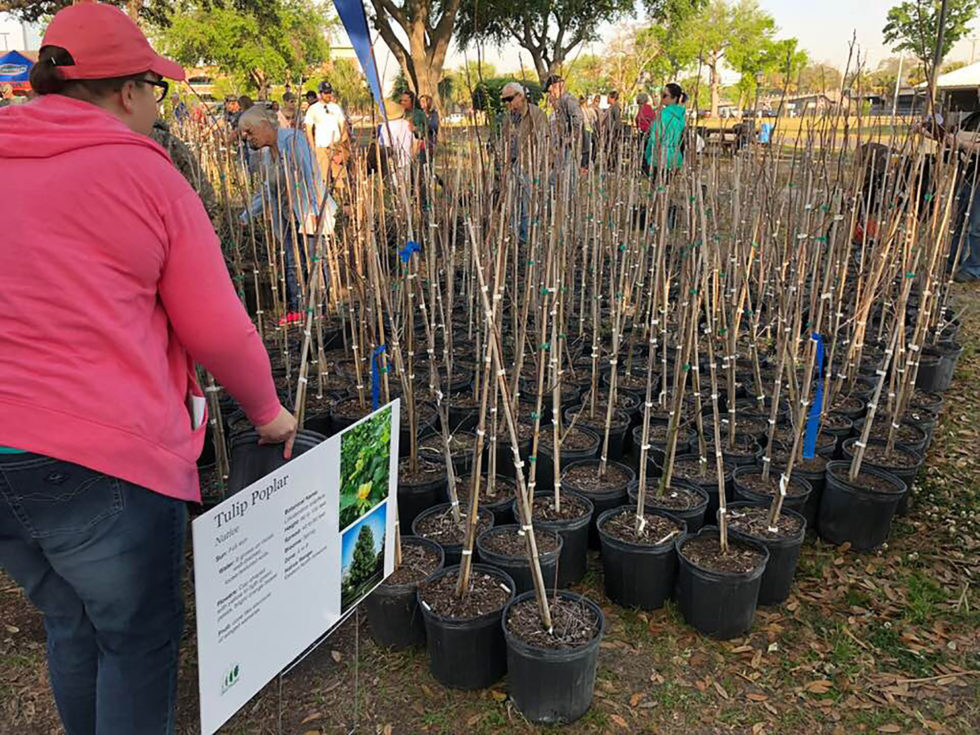 Greenscape Tree Giveaway Greenscape of Jacksonville