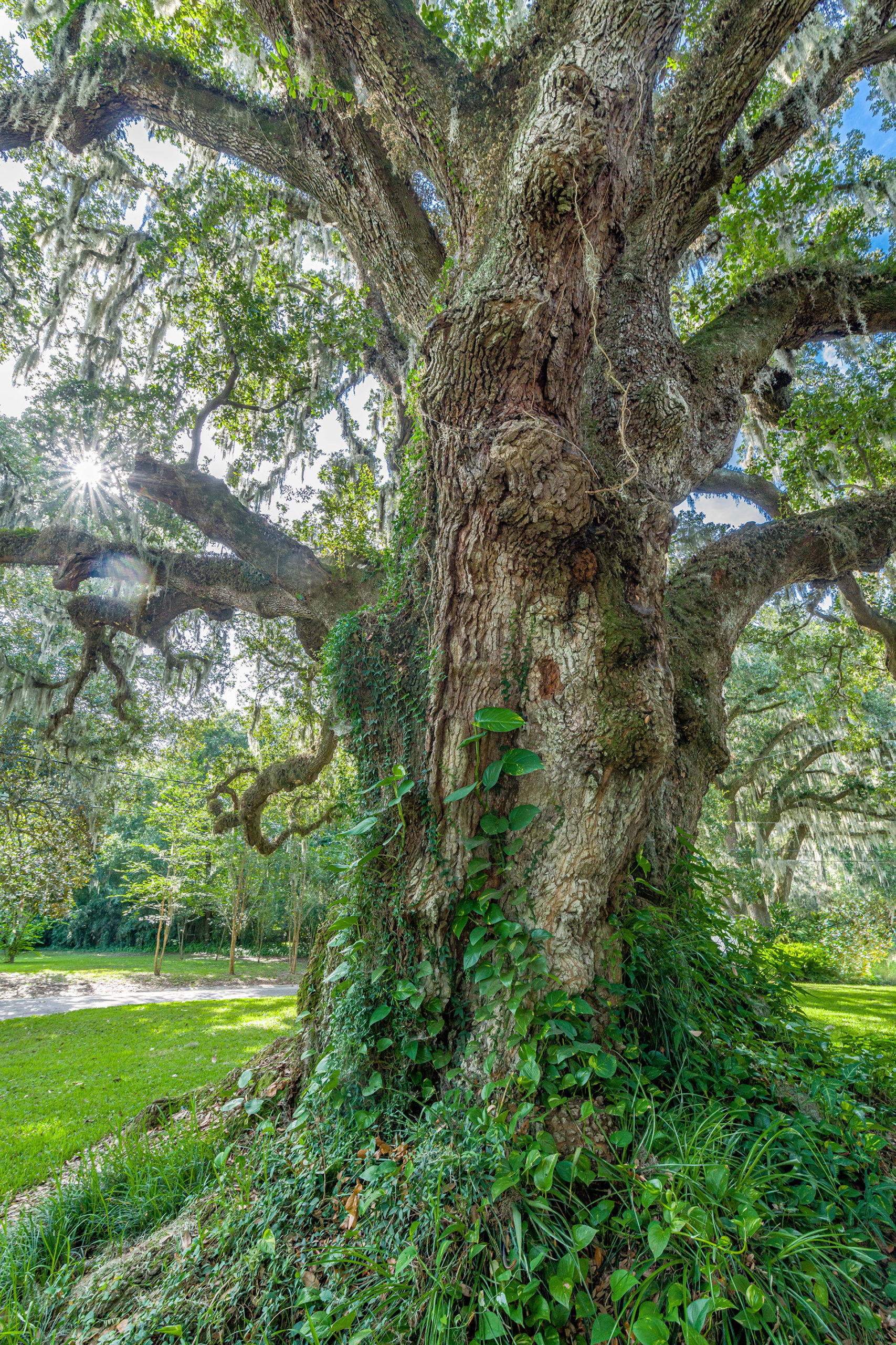 Volunteers - Greenscape of Jacksonville