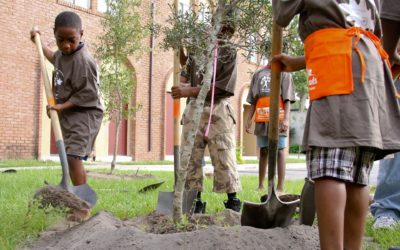 How To Plant A Tree