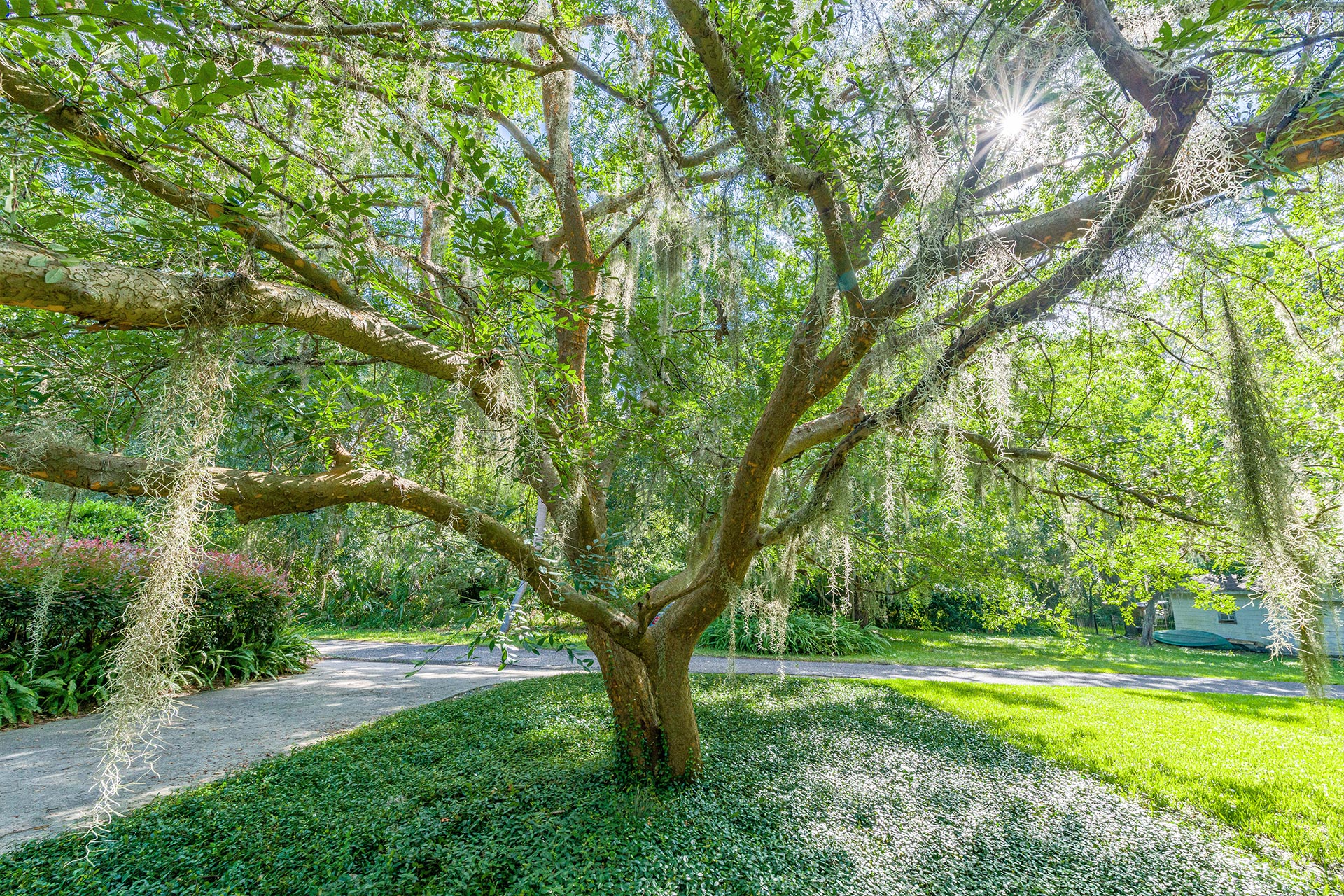 GRN-Image9 Tree