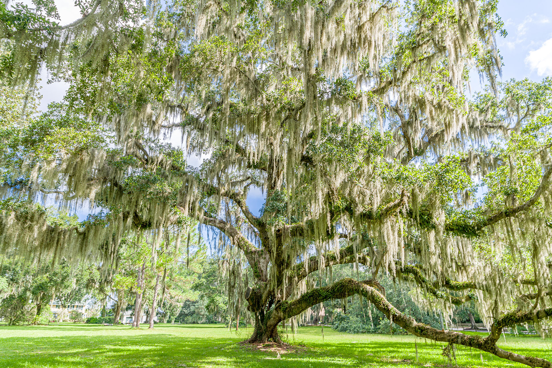 National arbor day tree care event greenscape of jacksonville