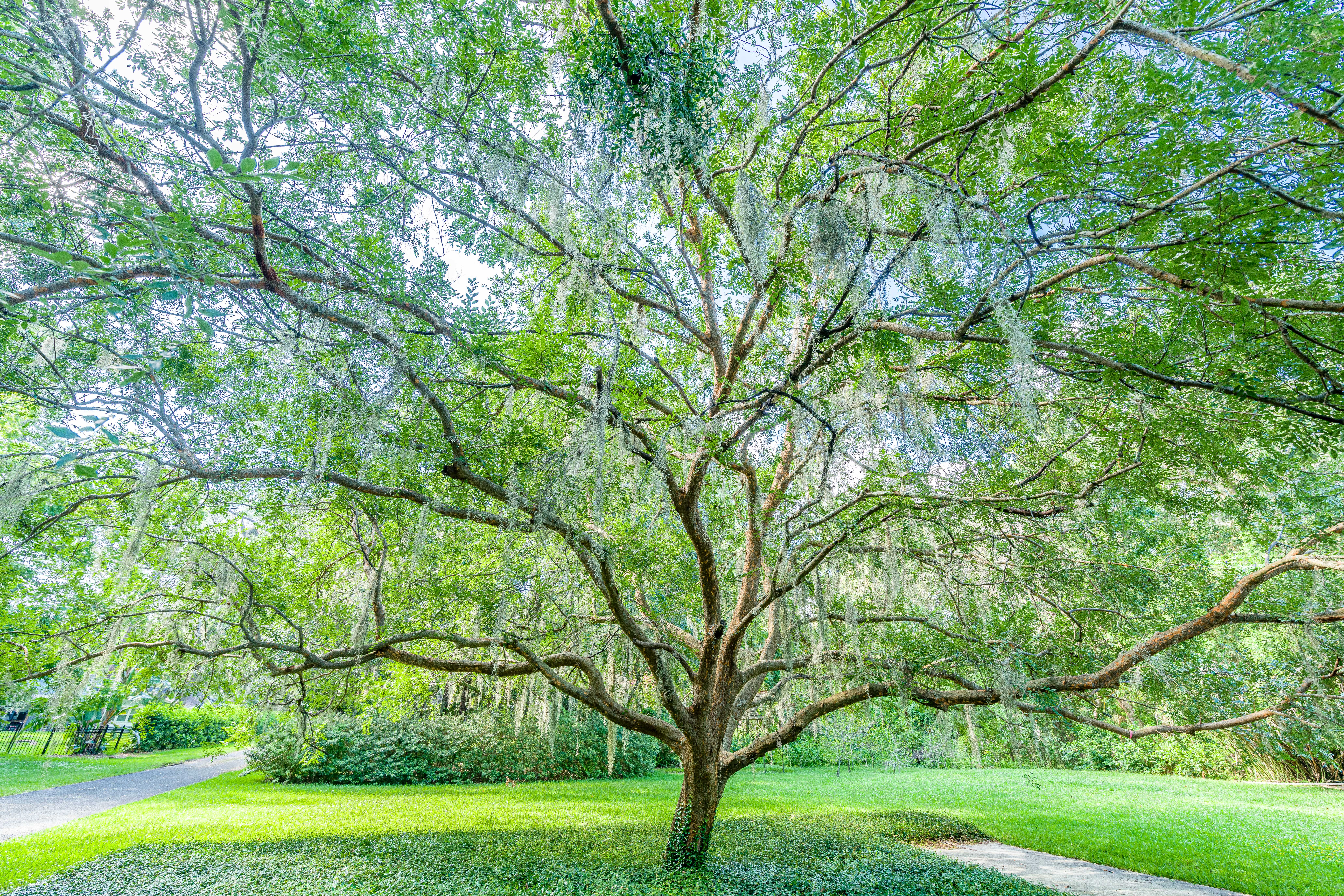 Greenscape Wins Outstanding Tree Advocate for State of Florida